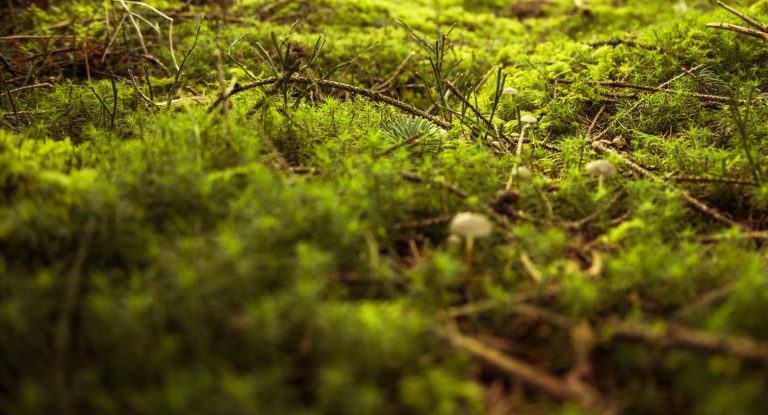ענפים של סכך