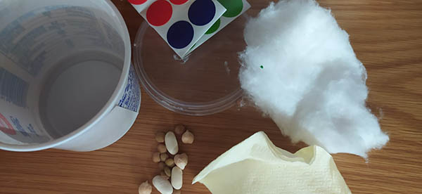 ציוד נדרש להנבטה - צמר גפן, קופסאות ריקות, זרעים, מדבקות